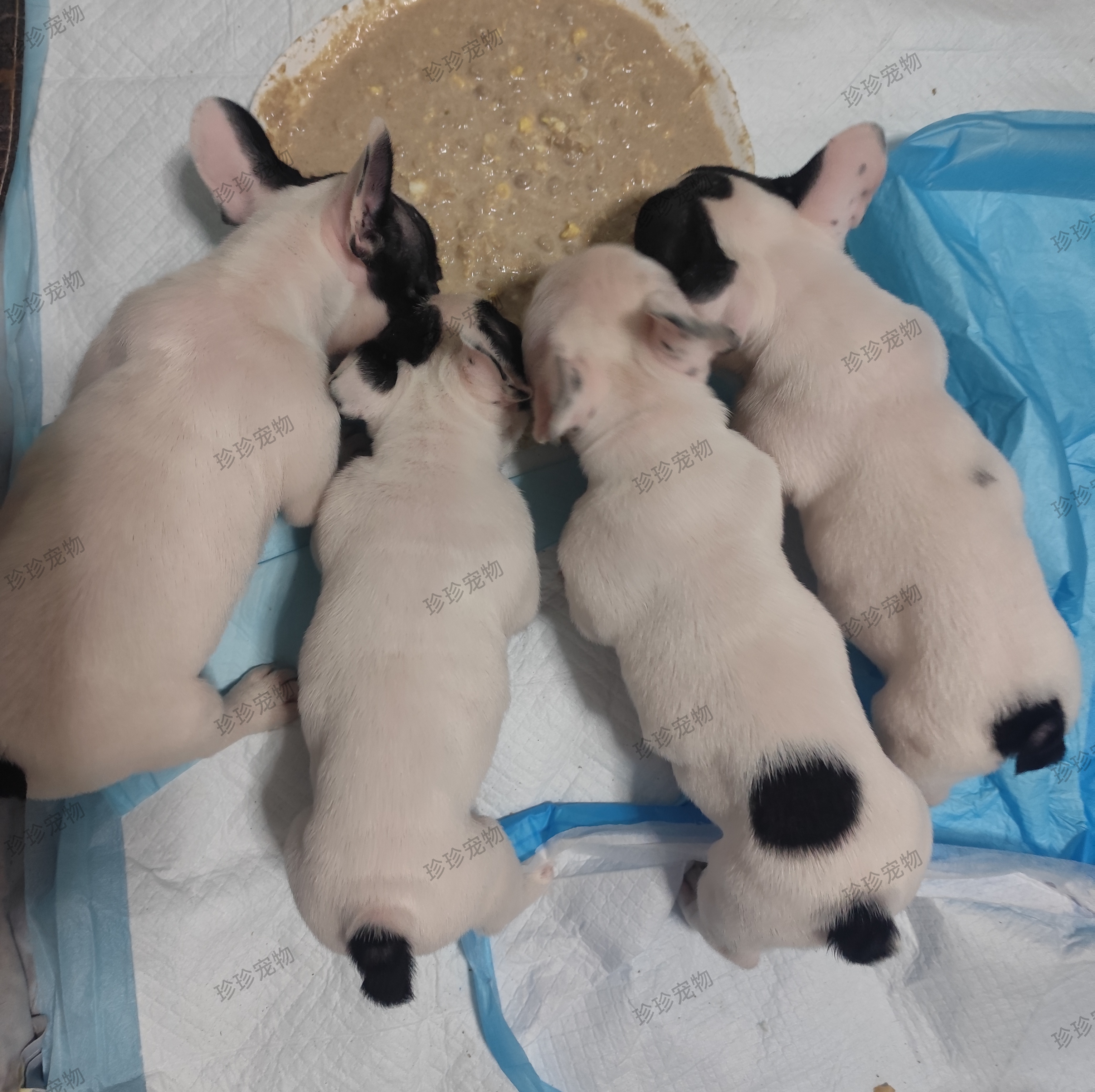 法国斗牛犬幼犬黑白花海盗眼公法斗法牛
